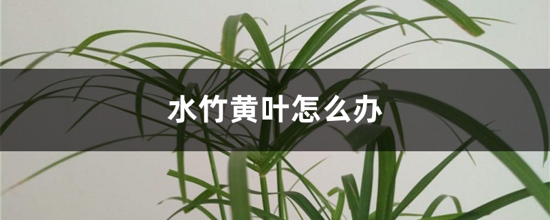 水竹黄叶怎么办