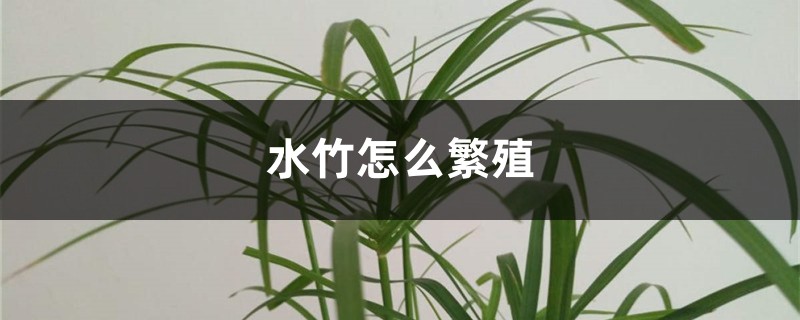 水竹怎么繁殖