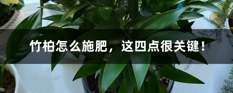 竹柏怎么施肥，这四点很关键！