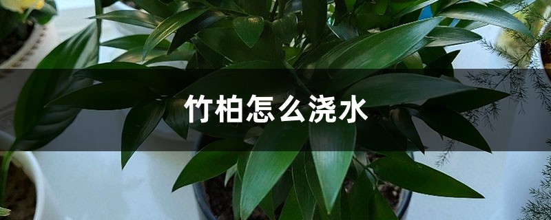 竹柏怎么浇水