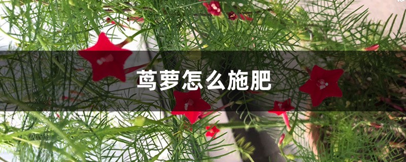 茑萝怎么施肥