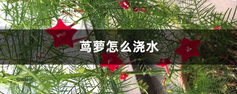 茑萝怎么浇水