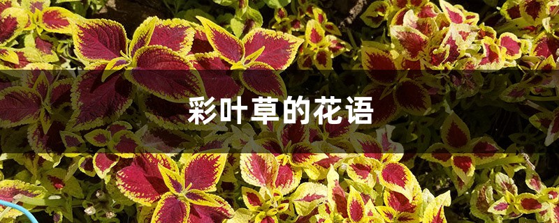 彩叶草的花语