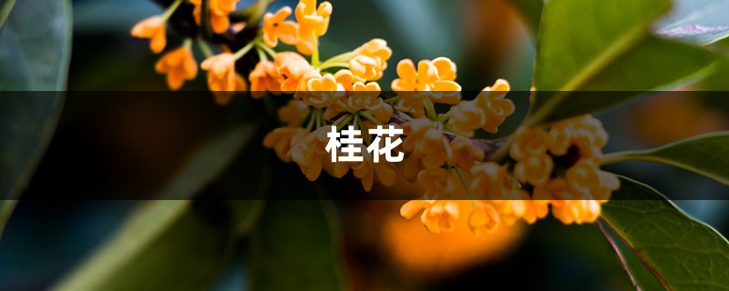 桂花怎么养？这么养十里八乡都能闻见！