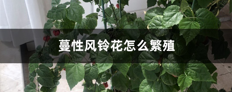 蔓性风铃花怎么繁殖