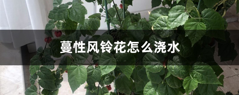 蔓性风铃花怎么浇水