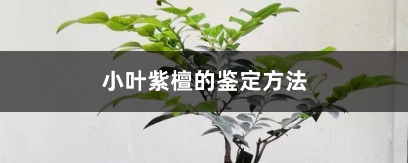 小叶紫檀的鉴定方法