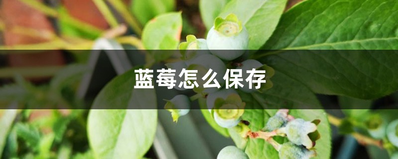 蓝莓怎么保存