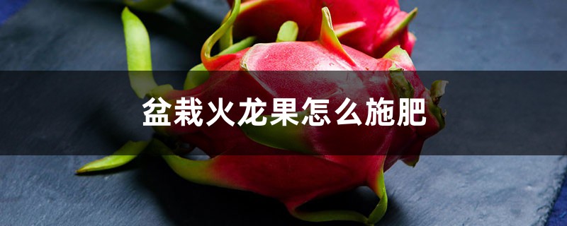 盆栽火龙果怎么施肥