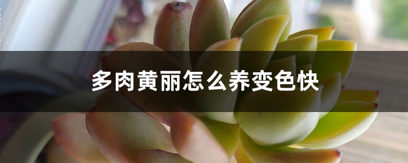 多肉黄丽怎么养变色快