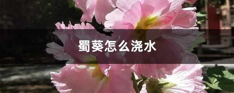 蜀葵怎么浇水