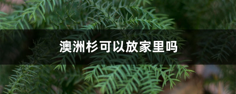 澳洲杉可以放家里吗