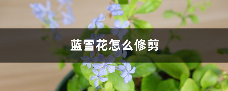 蓝雪花怎么修剪