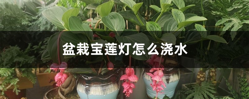 盆栽宝莲灯怎么浇水，适时调整吸收好！