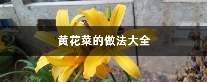 黄花菜的做法大全