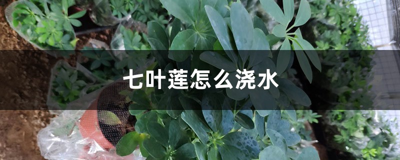 七叶莲怎么浇水