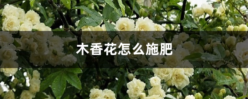 木香花怎么施肥