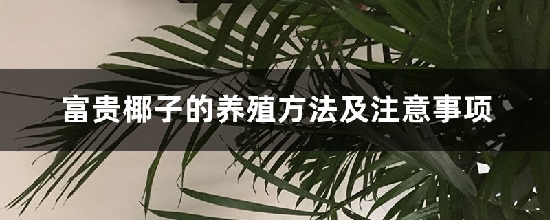 富贵椰子的养殖方法及注意事项