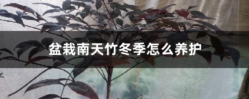 盆栽南天竹冬季怎么养护