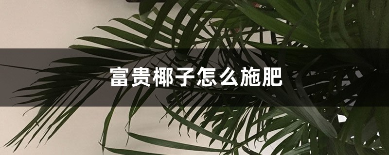 富贵椰子怎么施肥