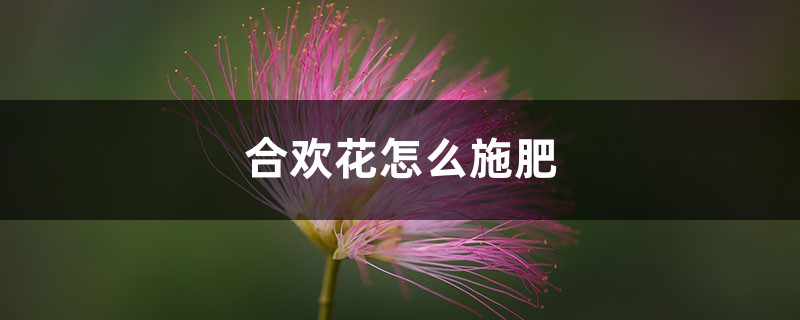 合欢花怎么施肥