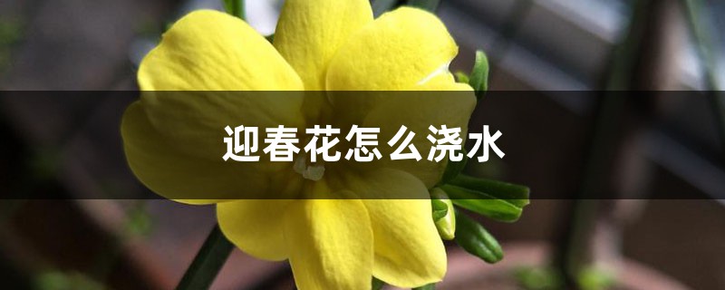 迎春花怎么浇水