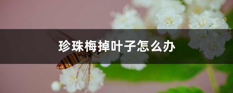 珍珠梅掉叶子怎么办