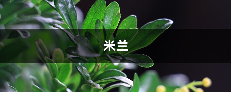 米兰花怎么浇水,这样浇就是比别人的香! 米兰花怎么浇水,这样浇就是比别人的香!