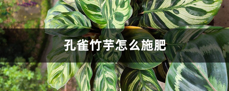 孔雀竹芋怎么施肥