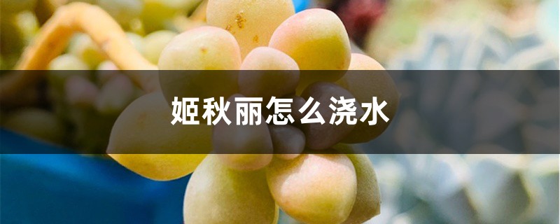 姬秋丽怎么浇水 姬秋丽怎么浇水