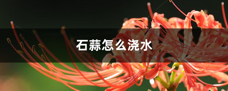 石蒜（彼岸花）怎么浇水？