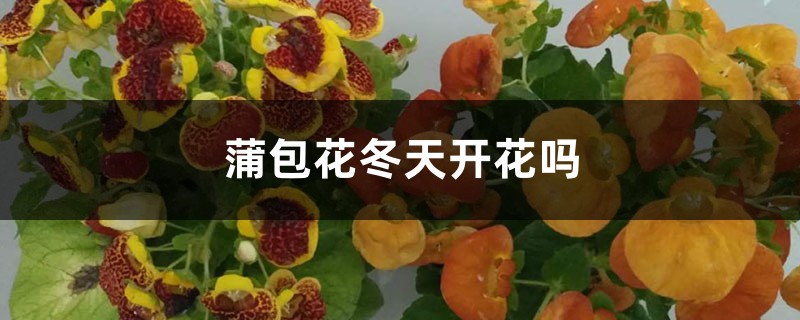 蒲包花冬天开花吗