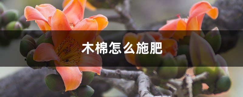 木棉怎么施肥