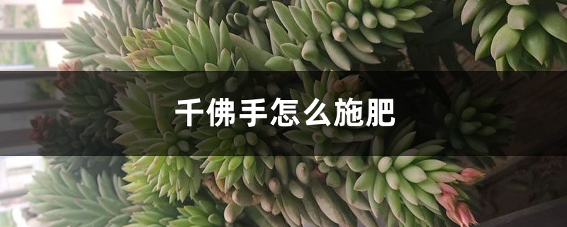 千佛手怎么施肥