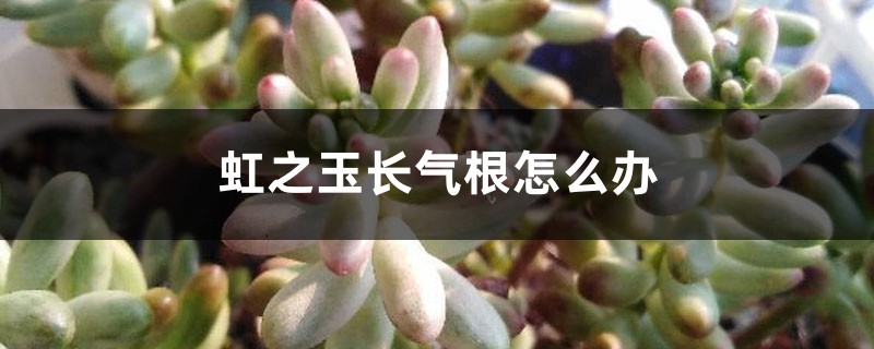 虹之玉长气根怎么办