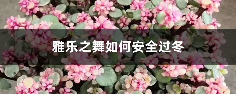 雅乐之舞如何安全过冬