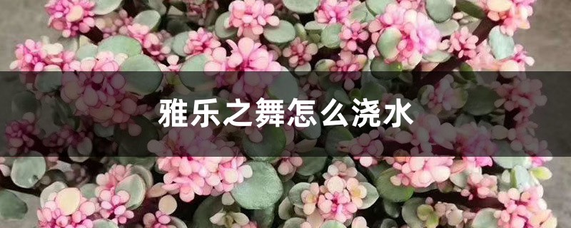 雅乐之舞怎么浇水