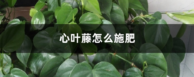 心叶藤怎么施肥