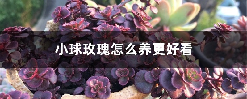 小球玫瑰怎么养更好看