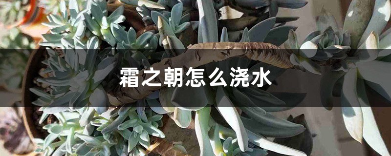 霜之朝怎么浇水