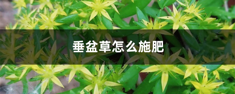 垂盆草怎么施肥