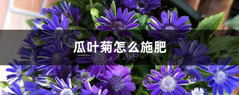 瓜叶菊怎么施肥