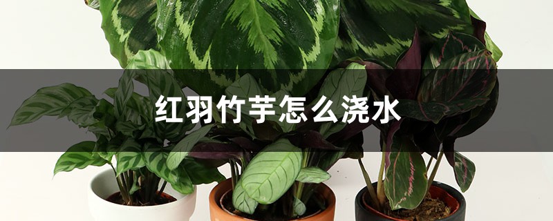 红羽竹芋怎么浇水