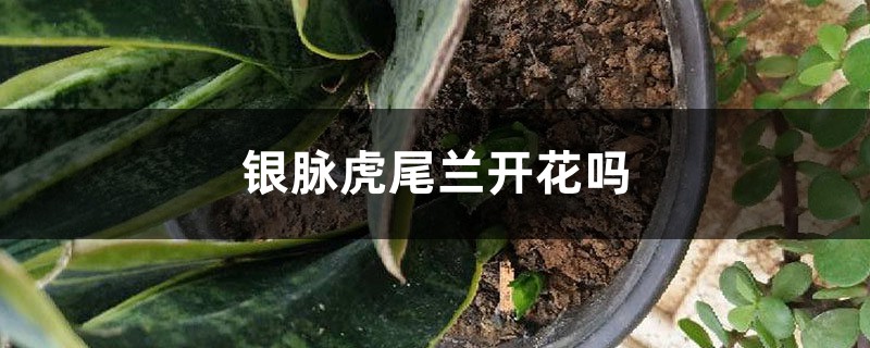 银脉虎尾兰开花吗