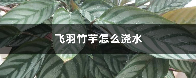 飞羽竹芋怎么浇水