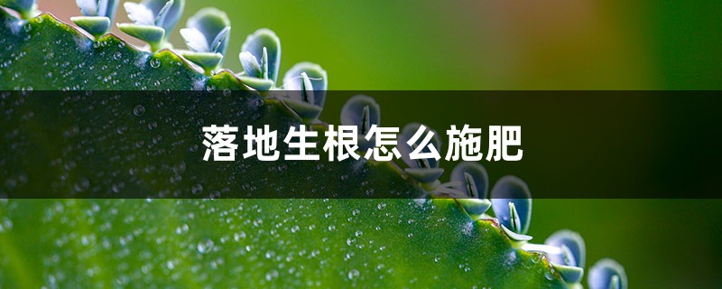 落地生根怎么施肥