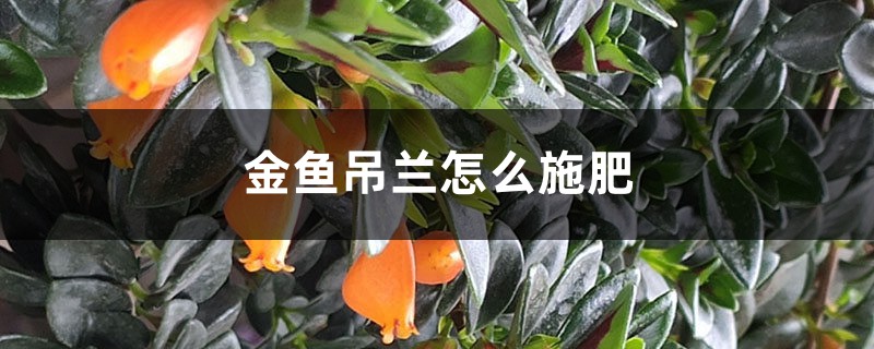 金鱼吊兰怎么施肥