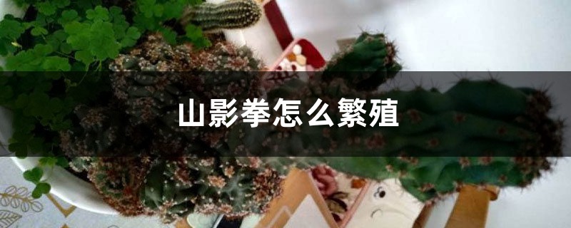 山影拳怎么繁殖