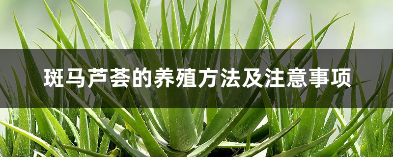 斑马芦荟的养殖方法及注意事项 斑马芦荟的养殖方法及注意事项