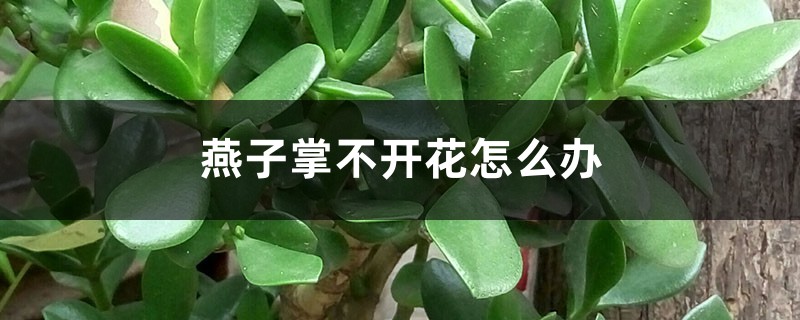 燕子掌不开花怎么办